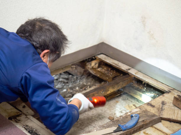 Best White Mold Remediation in Franklin, WI