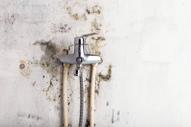 Best Commercial Mold Remediation in Franklin, WI