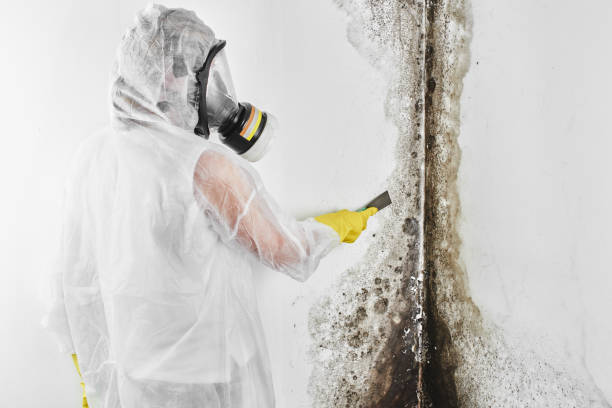 Best Industrial Mold Remediation in Franklin, WI