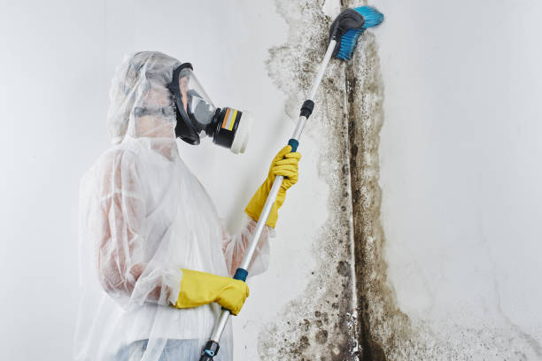 Best Insurance-Related Mold Remediation in Franklin, WI