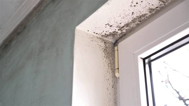 Best Black Mold Remediation in Franklin, WI