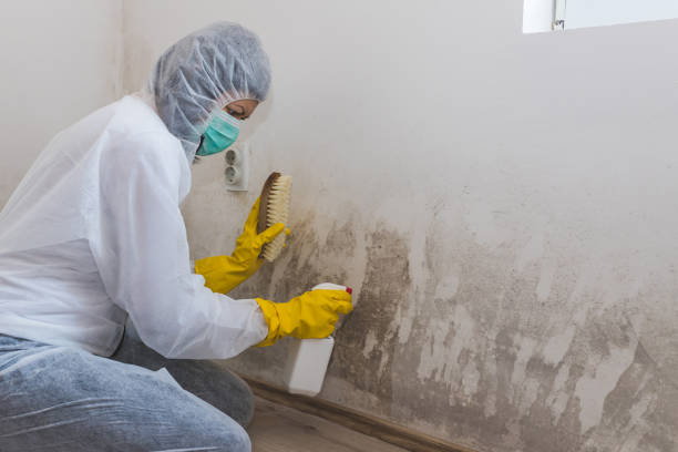 Best Emergency Mold Remediation in Franklin, WI