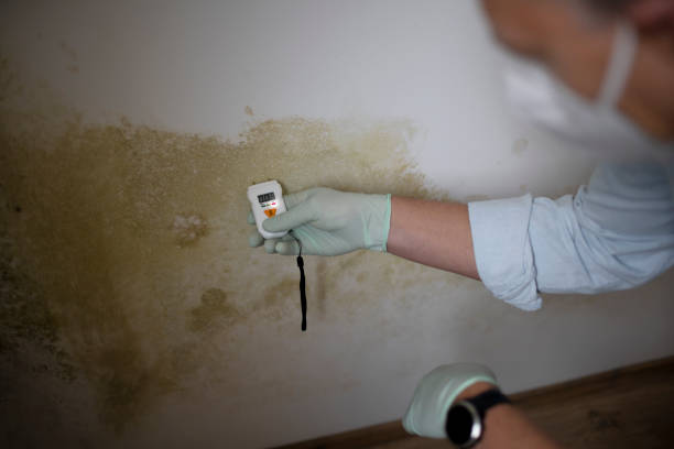 Reliable Franklin, WI Mold Remediation Solutions