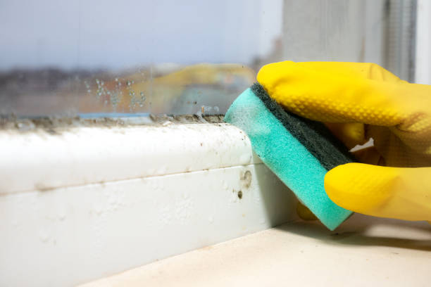 Best Basement Mold Remediation in Franklin, WI