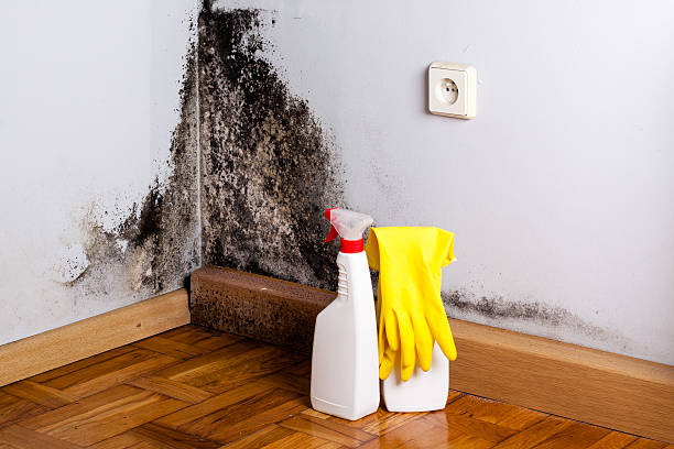 Best Bathroom Mold Remediation in Franklin, WI